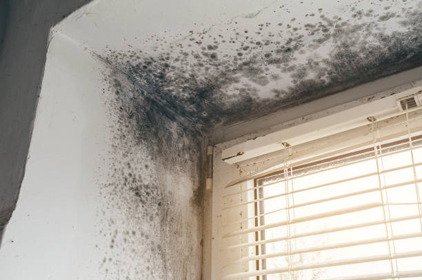 Affordable Mold Removal solutions in Tyrone, PA